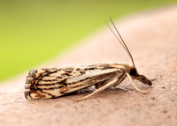 63.102 BF1316 Catoptria falsella