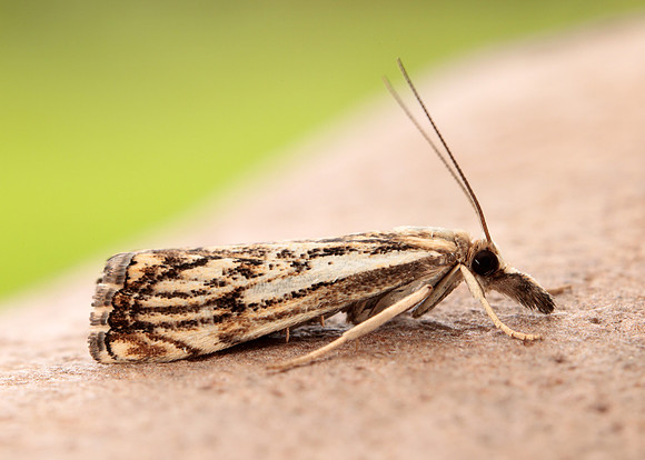 63.102 BF1316 Catoptria falsella