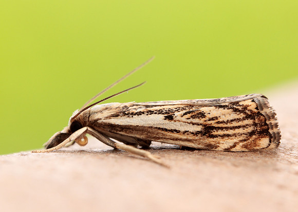 63.102 BF1316 Catoptria falsella
