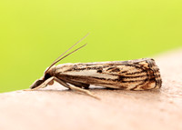 63.102 BF1316 Catoptria falsella