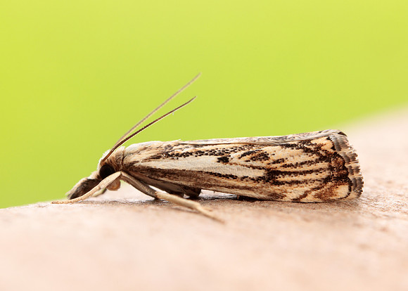 63.102 BF1316 Catoptria falsella
