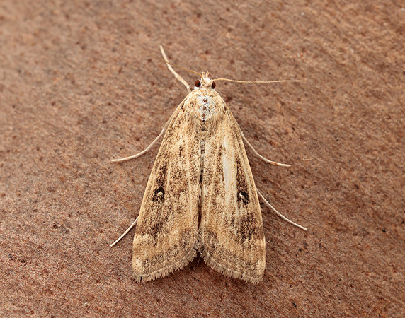 63.117 BF1348 Ringed China-mark Parapoynx stratiotata
