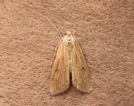 63.117 BF1348 Ringed China-mark Parapoynx stratiotata