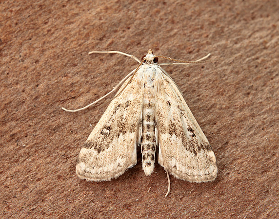63.117 BF1348 Ringed China-mark Parapoynx stratiotata