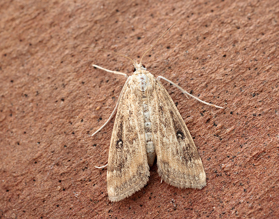 63.117 BF1348 Ringed China-mark Parapoynx stratiotata