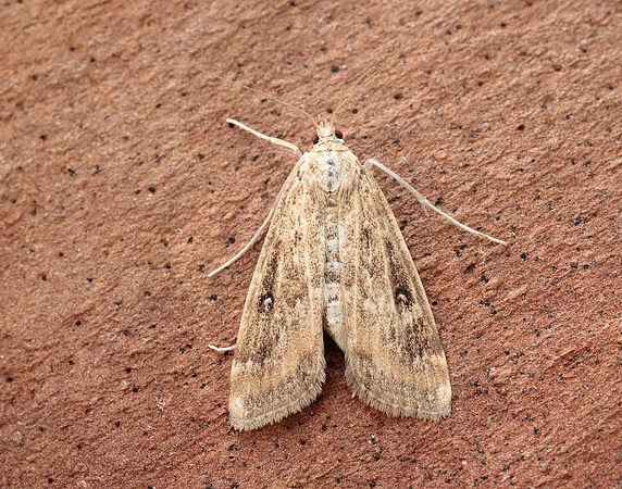 63.117 BF1348 Ringed China-mark Parapoynx stratiotata