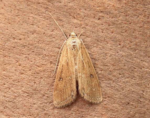 63.117 BF1348 Ringed China-mark Parapoynx stratiotata