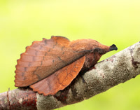 66.001-66.012 Lasiocampidae – Eggar & lappet moths