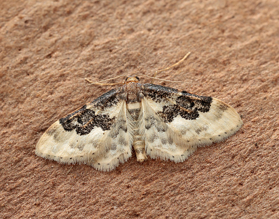 70.004 BF1699 Least Carpet Idaea rusticata