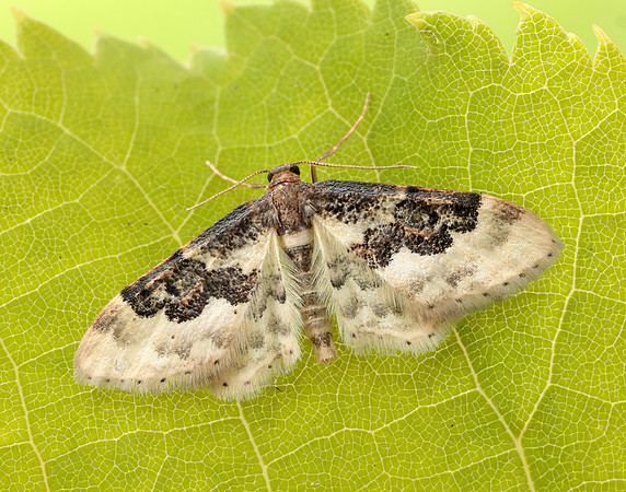 70.004 BF1699 Least Carpet Idaea rusticata