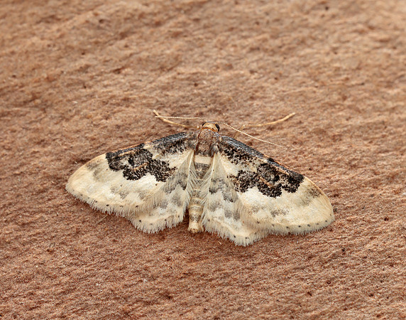 70.004 BF1699 Least Carpet Idaea rusticata