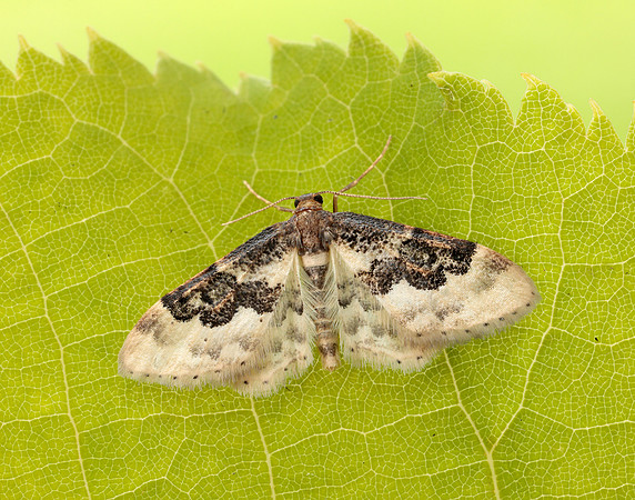 70.004 BF1699 Least Carpet Idaea rusticata