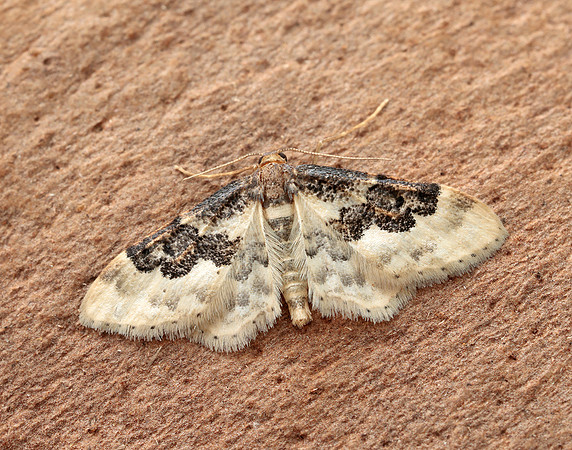 70.004 BF1699 Least Carpet Idaea rusticata
