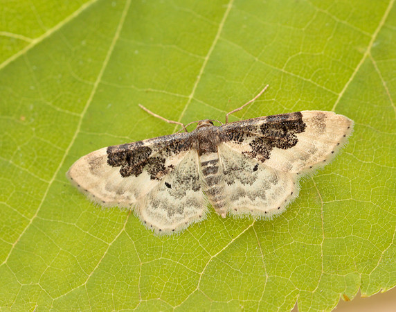 70.004 BF1699 Least Carpet Idaea rusticata