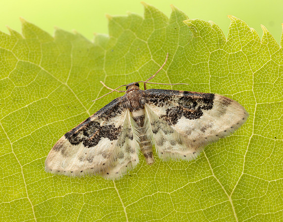 70.004 BF1699 Least Carpet Idaea rusticata