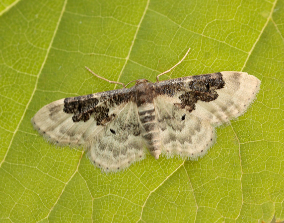 70.004 BF1699 Least Carpet Idaea rusticata