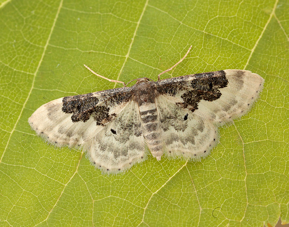 70.004 BF1699 Least Carpet Idaea rusticata