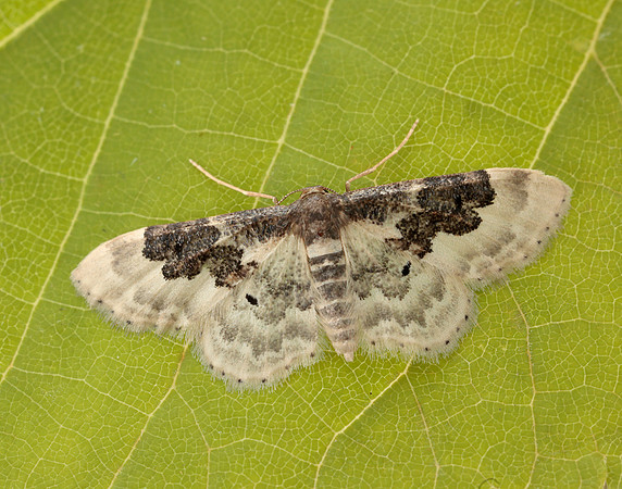 70.004 BF1699 Least Carpet Idaea rusticata