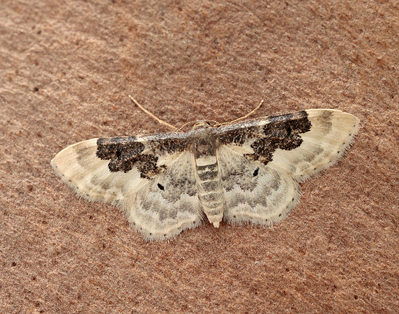 70.004 BF1699 Least Carpet Idaea rusticata