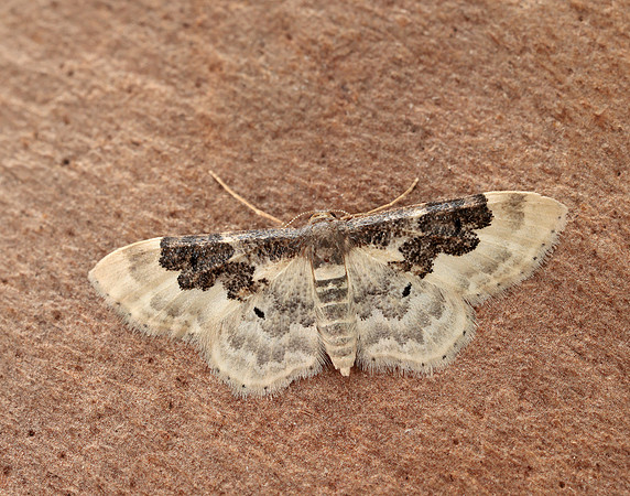 70.004 BF1699 Least Carpet Idaea rusticata