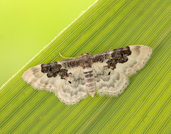 70.004 BF1699 Least Carpet Idaea rusticata