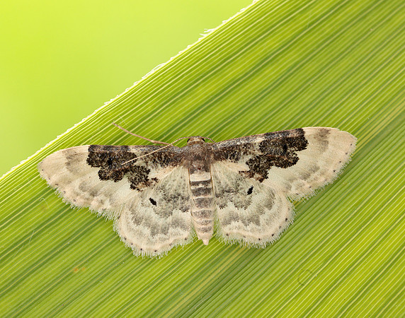 70.004 BF1699 Least Carpet Idaea rusticata