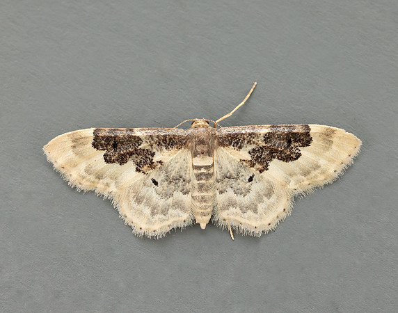 70.004 BF1699 Least Carpet Idaea rusticata
