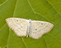 70.025 BF1692 Lesser Cream Wave Scopula immutata