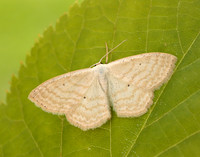70.025 BF1692 Lesser Cream Wave Scopula immutata