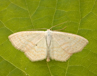 70.025 BF1692 Lesser Cream Wave Scopula immutata
