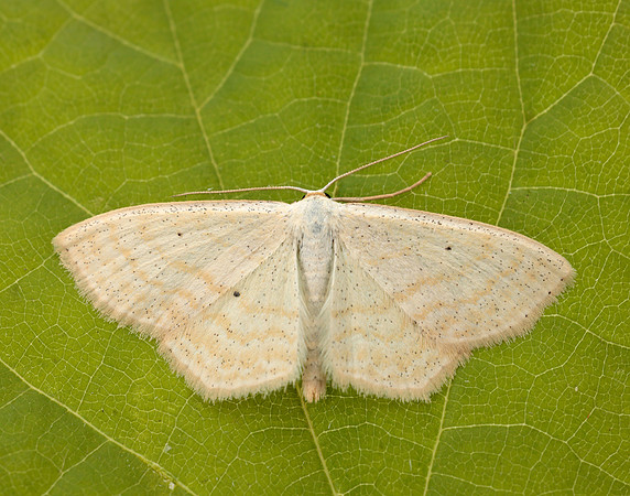 70.025 BF1692 Lesser Cream Wave Scopula immutata