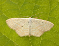 70.025 BF1692 Lesser Cream Wave Scopula immutata