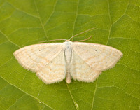70.025 BF1692 Lesser Cream Wave Scopula immutata