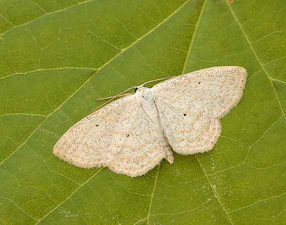 70.025 BF1692 Lesser Cream Wave Scopula immutata