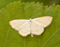 70.025 BF1692 Lesser Cream Wave Scopula immutata