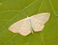 70.025 BF1692 Lesser Cream Wave Scopula immutata