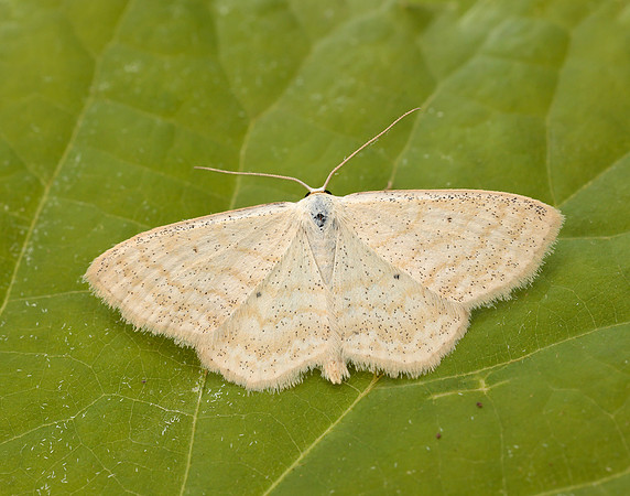 70.025 BF1692 Lesser Cream Wave Scopula immutata