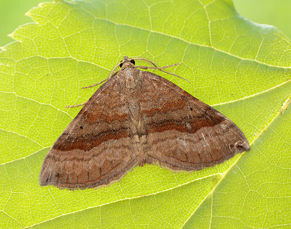 70.045 BF1732 Shaded Broad-bar Scotopteryx chenopodiata