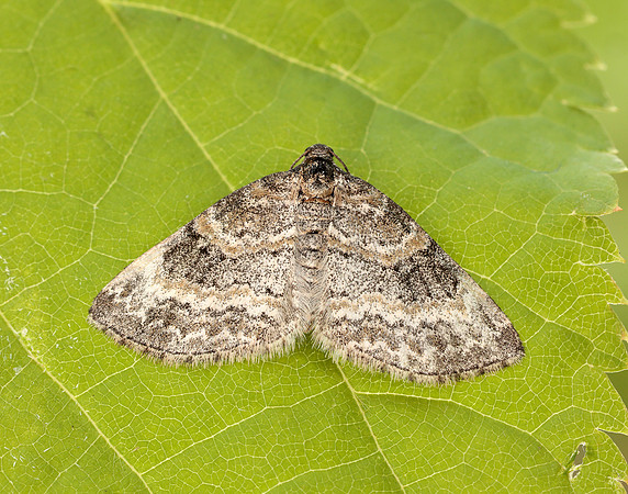 70.199 BF1882 Small Seraphim Pterapherapteryx sexalata