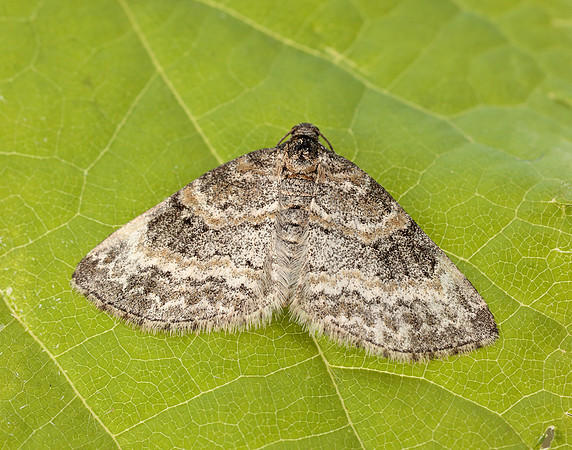 70.199 BF1882 Small Seraphim Pterapherapteryx sexalata