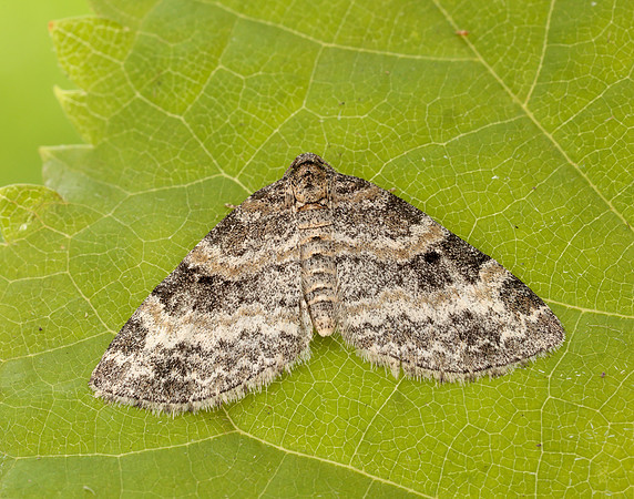 70.199 BF1882 Small Seraphim Pterapherapteryx sexalata