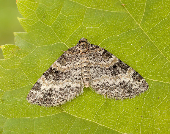 70.199 BF1882 Small Seraphim Pterapherapteryx sexalata