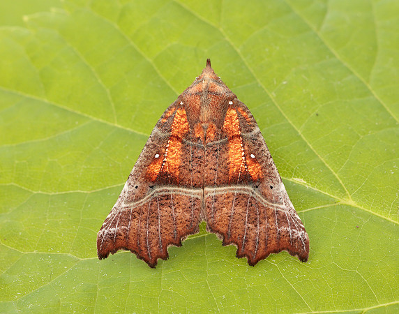 72.001 BF2469  Herald Scoliopteryx libatrix