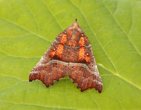 72.001 BF2469 Herald Scoliopteryx libatrix
