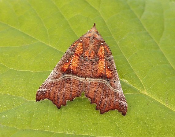 72.001 BF2469  Herald Scoliopteryx libatrix