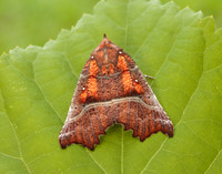 72.001 BF2469 Herald Scoliopteryx libatrix