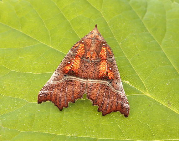 72.001 BF2469  Herald Scoliopteryx libatrix