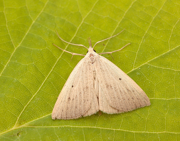 72.052 BF2493 Dotted Fan-foot Macrochilo cribrumalis