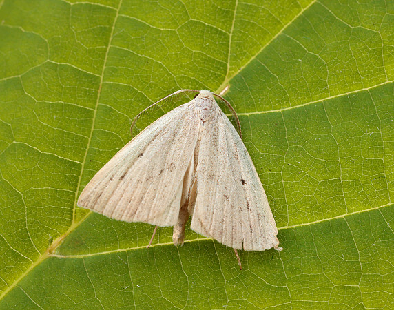 72.052 BF2493 Dotted Fan-foot Macrochilo cribrumalis