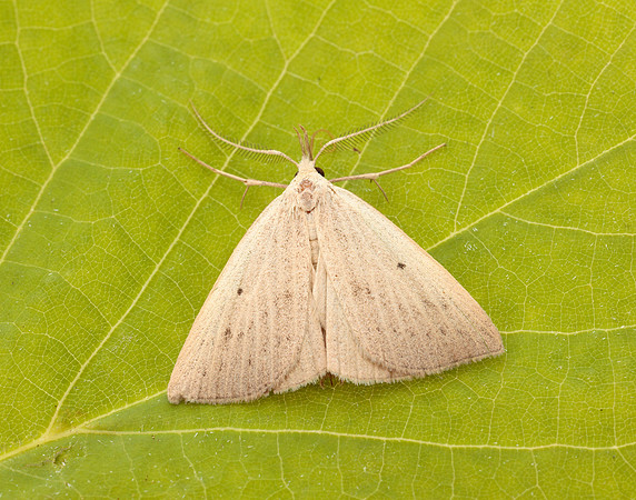 72.052 BF2493 Dotted Fan-foot Macrochilo cribrumalis